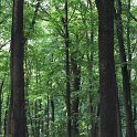 Tilar (Tilia platyphyllos)